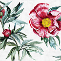 RED PEONY 4B